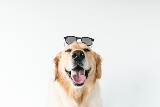Very cute headshot of smiling golden retriever wearing sunglasses