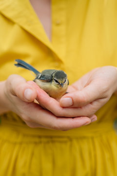 Hands holding litle bird