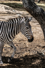 Fototapeta na wymiar Zebra White with black stripes or black with white stripes