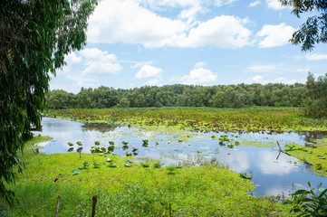 Obraz na płótnie Canvas Watery marshlands in Vietnam