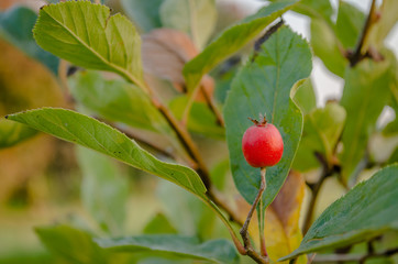 Small fruits ripe red apples on the tree