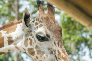 The eyes of a giraffe