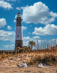 Tybee Lighthouse and Seagulls in Sand under Nice Sky