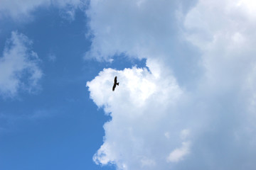Soaring bird silhouette in the sky. Flight of the steppe eagle in the cloudy summer sky. Eagle soars in the clouds against the blue sky.