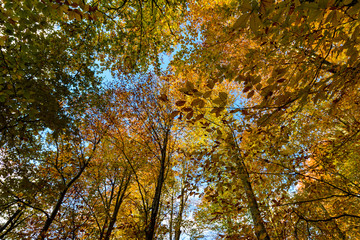 The trees are in autumn and have yellow leaves in Forest
