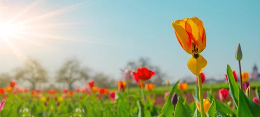 Papier Peint photo Pour elle Paysage panoramique du champ de tulipes en fleurs illuminé au printemps par le soleil