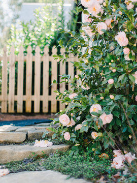 Garden path with camellias