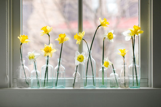 Daffodils in blue glass jars