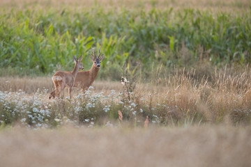 Roebuck - buck (Capreolus capreolus) Roe deer - goat