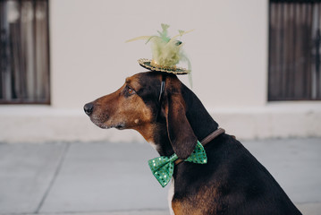St. Patrick's Day Dog