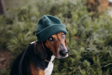Dog dressed up in a human beanie