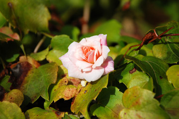 Pink miniature rose in garden macro close-up