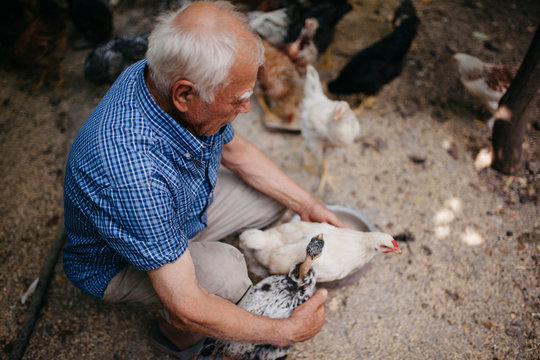 Senior man taking care of domestic birds