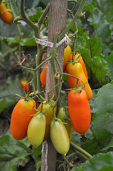 Tomatoes are grown in the open ground