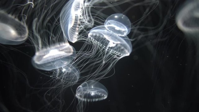 Jellyfish Crystal Jelly Aequorea Victoria White 05