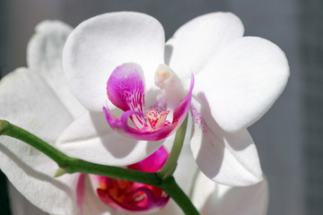 White and purple orchid macro photography. 
