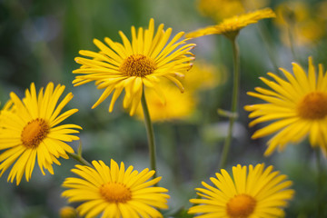 yellow daisies among greenery in the garden