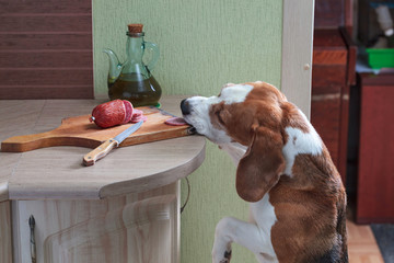 Hungry beagle steals sausage from the table.