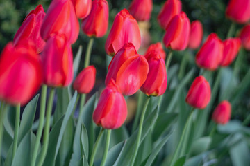 red tulips among greenery in the garden, close up