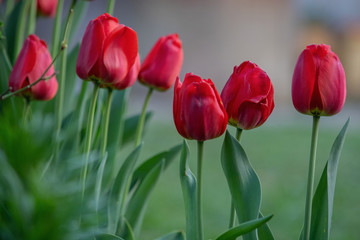 red tulips among greenery in the garden, close up