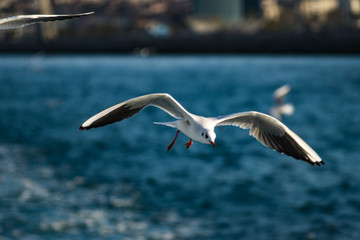 seagull in flight over the blue sea