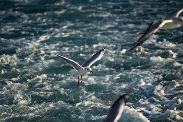 a flock seagulls in flight