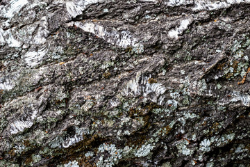 Old birch covered with gray moss. Texture of bark and gray moss. Macro, background.