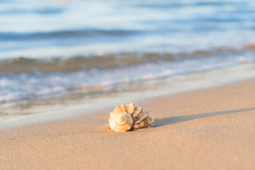 beautiful shell lies on the beach, next to the azure water of the sea