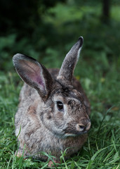  Gray rabbit on the green grass.