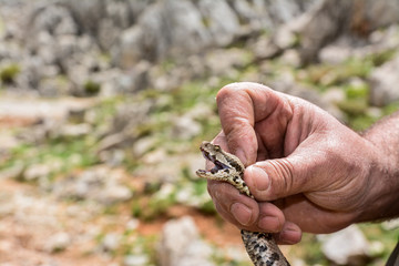 Man holds Viper in hand in Turkey