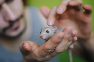 Little beige rat in the hands of a man. A man holds a dumbo mouse in his hands on a green background.