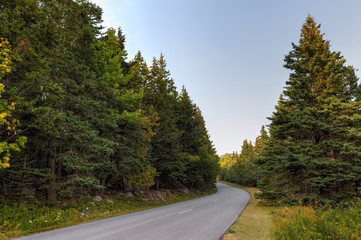 Fototapeta na wymiar Road Winds Through Pine Trees in Acadia National Park
