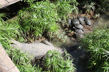  Family of turtles and crocodile.
