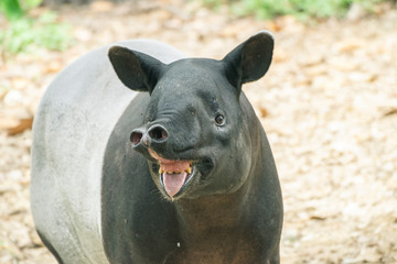 Tapir is smiling and showing teeth.