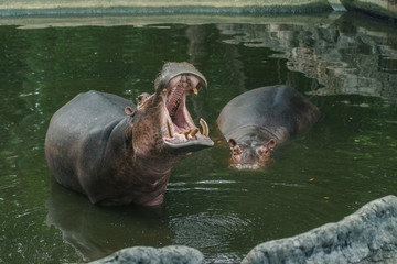 The hippo is opening his mouth to see the teeth