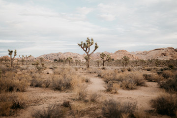 Joshua Tree Nationalpark