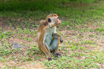 Profil portrait of  toque macaque ( Macaca sinica) sitting on the ground