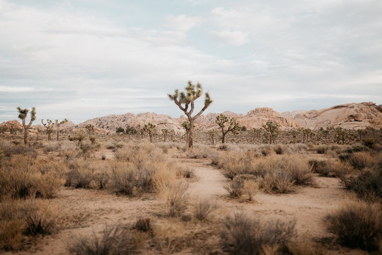 Joshua Tree Nationalpark