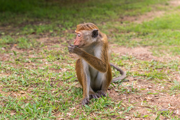 Profil portrait of  toque macaque (Macaca sinica) sitting on the ground with closed eyes