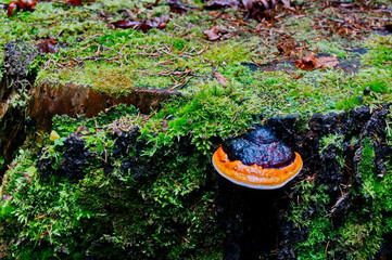 Fomes fomentarius on an old mossy stump