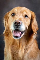 golden retriever portrait