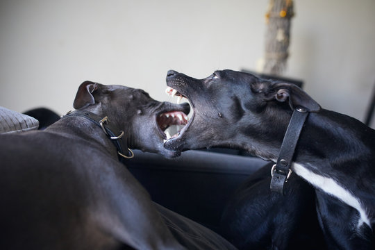 Dog fight.