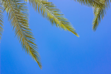 tropic south summer time natural wallpaper pattern of palm leaves on blue sky background, empty...