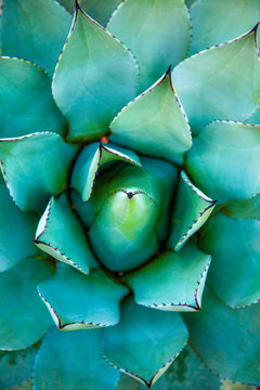 blue agave