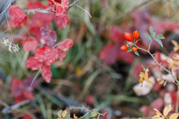 wild rosehips in nature, beautiful background