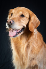golden retriever portrait