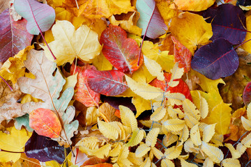 Colorful autumn leaves lie on the grass