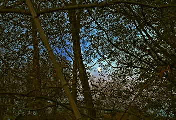 Moon in the morning.