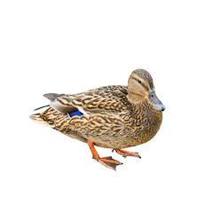Female duck also called as a hen with brown and blue feathers isolated on white background, close up view