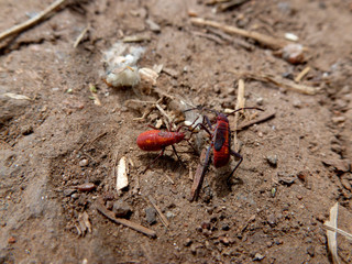 A Duel to the Death: Fighting Ants